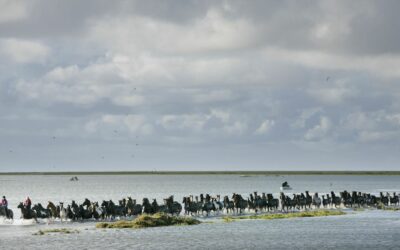Friese paarden en Gods liefde